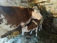 Vacă, Bovine — foto 2