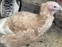 Turkeys — foto 2