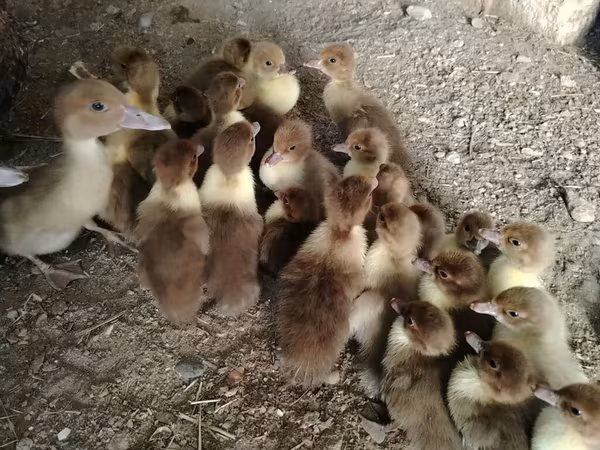 Ducks
