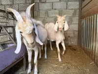 แพะตัวผู้, Nubian Goat — รูปภาพ 3