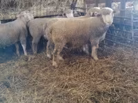 Montone, Ile-de-France sheep — foto 4
