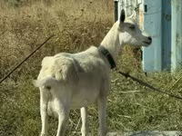 بز ماده, بز — عکس 1