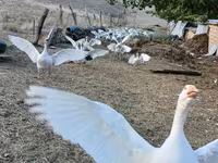 Geese — الصورة 5