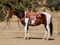 Kuda jantan, National Show Horse — foto 5