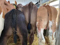 Cattle (batch, sex not specified), Cattle — photo 2