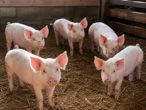Porci (lot, sex nespecificat), Porci — Kazahstan