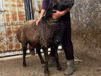 숫양, Edilbay sheep — 사진 7