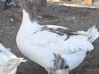 Geese — تصویر 3