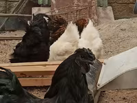 Chickens — تصویر 8