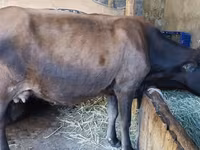 Lembu betina, Alatau breed — foto 2