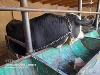 Toro, Aberdeen Angus — foto 1