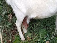 Kambing betina, Saanen goat — foto 5