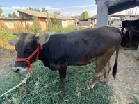 Kuh, Swiss cattle — Foto 3