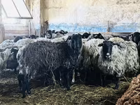 Montone, Romanov sheep — foto 3