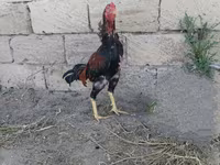 Chickens — foto 7