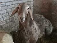 Ovan, Hissar sheep — fotografija 1