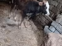 Byk, Bydło — zdjęcie 4