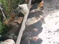 Chickens — foto 1