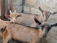 Ri’ dhaddig, Saanen goat — sawirka 2