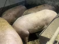 Schweine (Partie, Geschlecht nicht angegeben), Schweine — Foto 2