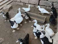 Ducks — foto 1