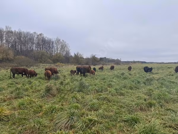 Typ buczacki czerwono-łaciaty ukraińskiej krowy