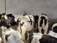 گاو نر, Russian Black pied cattle — عکس 1