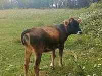 Bull, Cattle — photo 3