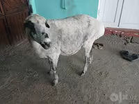 Schaap, Schapen — foto 1