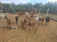 숫염소, Nubian Goat — 사진 5