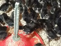 Chickens — Foto 1