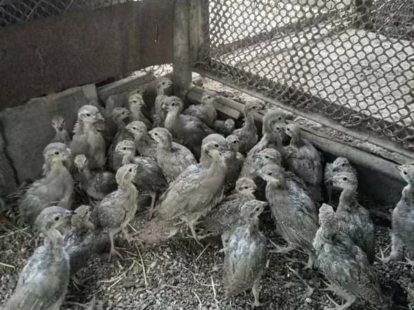 Guinea fowl — Armenia