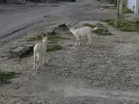 بز نر, بز — عکس 1