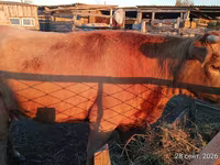 วัวตัวเมีย, Swiss cattle — รูปภาพ 4