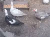Ducks — รูปภาพ 5