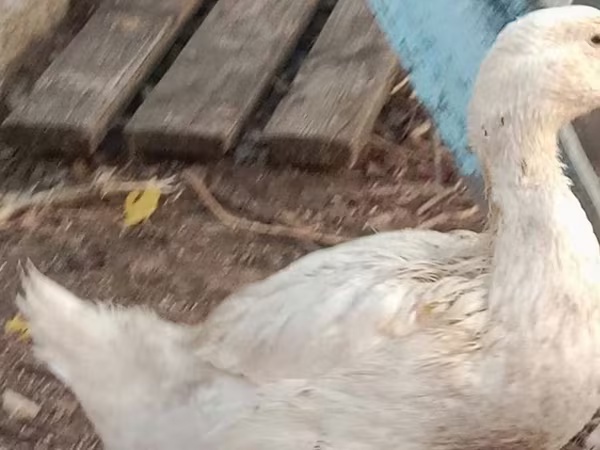 Ducks