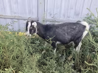 ፍየል, Alpine goat — ፎቶ 6