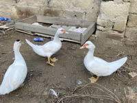 Ducks — 写真 1