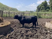 Bò đực, Aberdeen – Angus — ảnh 8