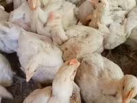 Chickens — акс 3