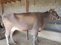 母牛, Swiss cattle — 照片 3