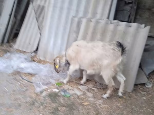 Capră, Saanen goat