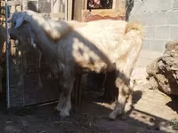 Buk, Geder — foto 2