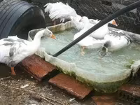 Geese — zdjęcie 8