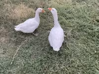 Geese — foto 4