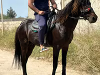 اسب نر, Karabakh horse — عکس 4