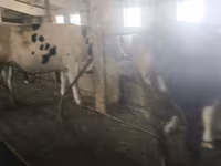 Mucca, Razza Holstein — foto 4