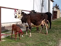 گاو ماده, Simmental cattle — عکس 1