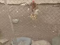 Chickens — 5-rasm