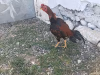 Chickens — снимка 5